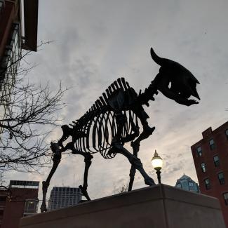 Buffalo skeleton sculpture